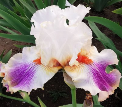 Having a party IMG_20200527_202824 upr9